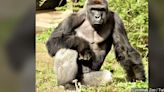 Remembering Harambe 8 years after his tragic death