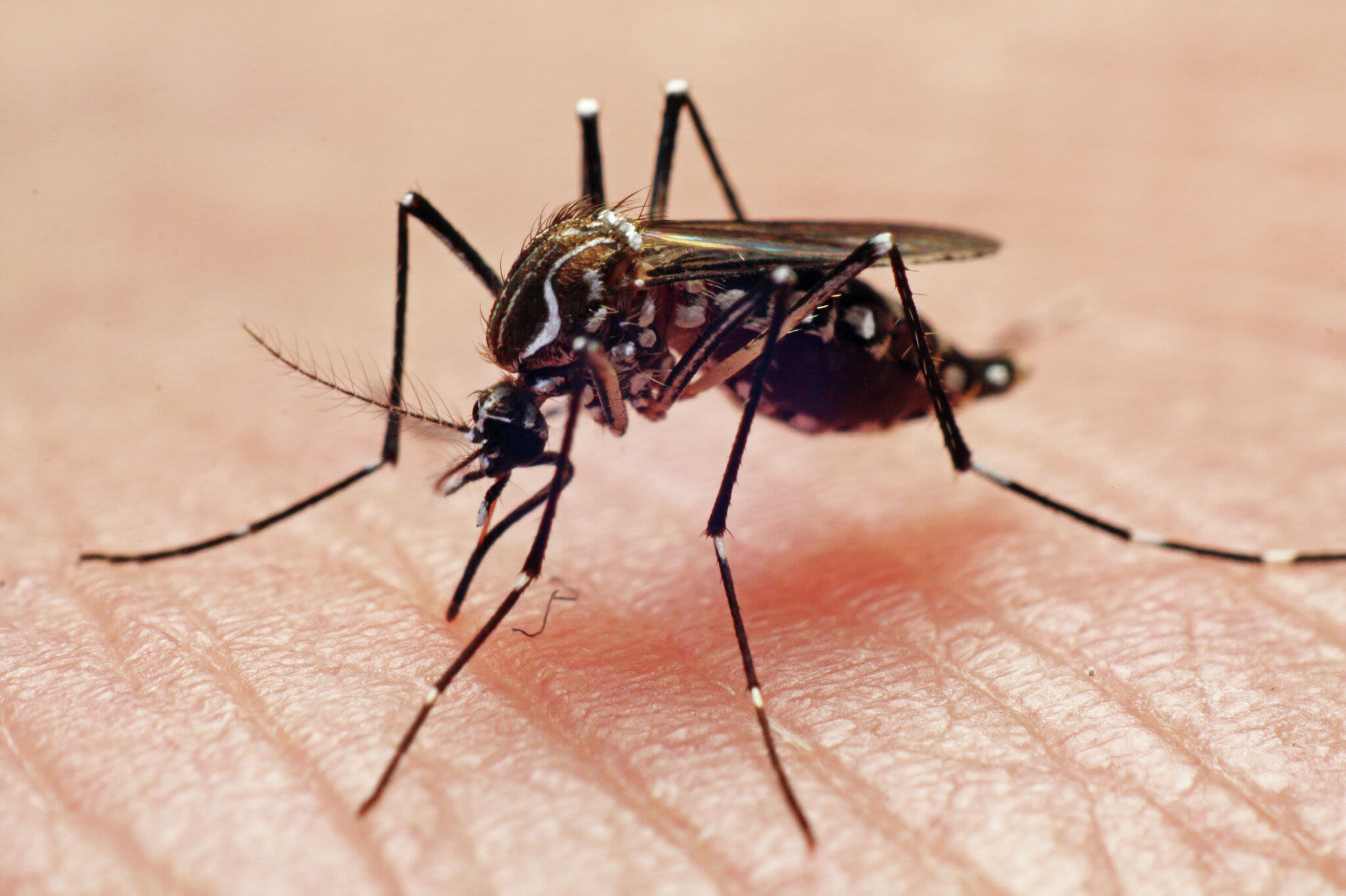 Southwest Side mosquito pool tests positive for West Nile Virus