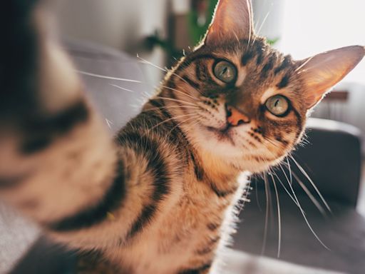 11 interesting cat facts you're bound to find a-meow-sing