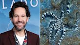 Paul Rudd Marvels at Mimic Octopus' 'Oscar-Worthy' Camouflage Skills in Wild Footage