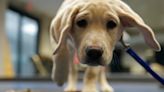 Most US dog owners skeptical of routine vaccines