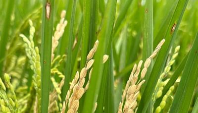 張世賢議員質詢：要求區公所坪割水稻需切實 | 蕃新聞