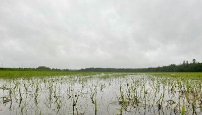 Minnesota farm fields are waterlogged, complicating growth