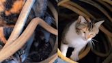 A couple is stunned to discover that a stray cat has taken up residence in their greenhouse, and that she's not alone