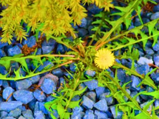 Vinegar and salt need one other ‘brilliant’ kitchen item to kill weeds for good