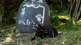 Shrine honors cats at a Japanese island where they outnumber humans
