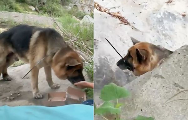 Hikers Find German Shepherd Dog with His Mouth 'Cruelly Zip Tied Shut' Abandoned in Calif. Canyon