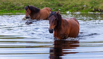 Bonded Pair of Horses Take Their First Summer Swim and It's Beautiful