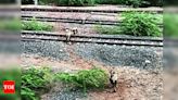 Railways reduce speed of trains near lion habitat | Rajkot News - Times of India