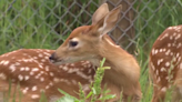 New Hampshire Fish & Game urges Granite Staters to leave fawns, other young wild animals alone