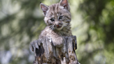 Grandmother Has Family of Bobcat Babies Living Under Her Deck and It’s Too Cute