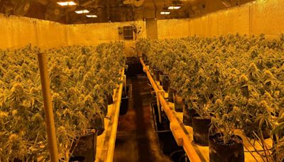 Organized crime with ties to China may be behind illegal Maine marijuana grows, feds say
