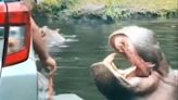 Disheartening! Watch Safari Goer Throws Plastic Bag In Hippo’s Mouth, Viral Video Sparks Outrage On Internet