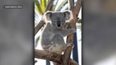 Brookfield Zoo Chicago debuts koalas for first time in its history