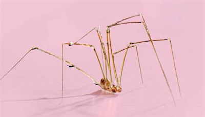 7 Mistakes That Are Attracting Spiders to Your Home