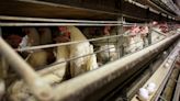 Farmers must kill 4.2 million chickens after bird flu hits Iowa egg farm