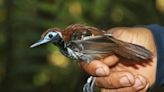 Novel research sheds light on Amazonian birds' thermoregulatory strategies in a changing environment