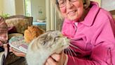 Flower Feline Sanctuary provides haven for senior, special needs cats