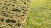 Remove lawn moss in 2 days with magic item - makes grass thicker and greener too