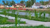 ‘Hope and regrowth’: Corn pops up around Greenfield after EF-4 tornado levels Iowa town