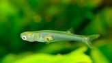 Tiny newly-discovered fish can make sounds as loud as pneumatic drill