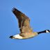 Canada goose