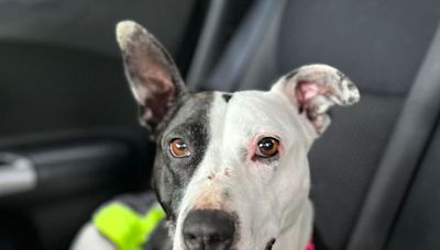 Scotland’s loneliest dog finds home with family who fell in love at first sight