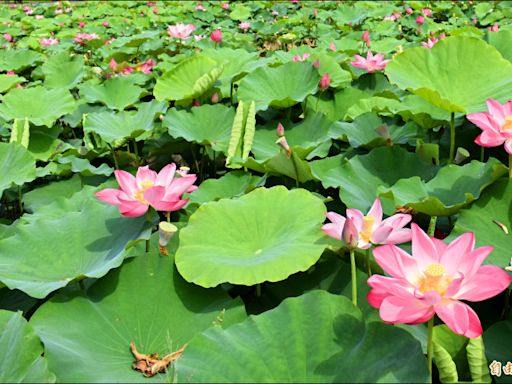 白河蓮花季5/5開幕 小旅行品味蓮餐