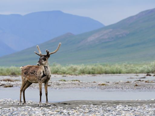 BLM Moves to Block the Proposed Ambler Road in Alaska’s Brooks Range