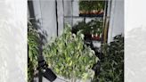 Cannabis factory found in home with over 100 plants