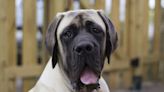 Chonky Boy Mastiff Waits Daily By Fence For BFF Postal Worker He Towers Over