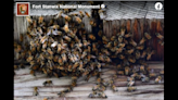 Swarming bees take over historic 1700s fort in New York, forcing temporary closure