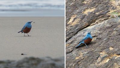 How an Enthusiastic New Photographer Made Birding History