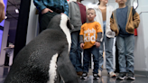 Make-A-Wish East TN sends 6-year-old to meet animals of his dreams