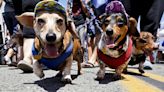 Habrá concurso de comer helados para perros y del cachorro más lindo durante ‘Dog Days of Summer’