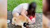 柴犬活活咬死大湖公園綠頭鴨 女飼主「僅輕拍打制止」惹網怒│TVBS新聞網