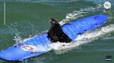 Grand theft otter: Surfboard-stealing sea otter may be in danger. Are humans to blame?
