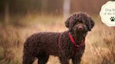 8 things to know about the Lagotto Romagnolo dog breed