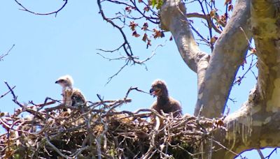 California eagles brought baby hawk to their nest as food. Now they’re raising it instead