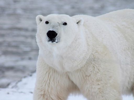 北極熊5年內減少27％！專家：地球持續升溫恐滅絕 - 國際