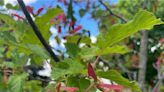 Over the Garden Fence: A Tatarian maple adds color to the landscape