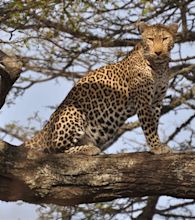 File:Leopard standing in tree 2.jpg - Wikimedia Commons