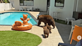 Bear family makes backyard visit to Southern California home: Video