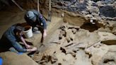 Hallan huesos de mamut en una bodega de vinos en Austria