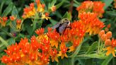 Learn how to plant a pollinator-friendly garden. And get it certified. Here's how.