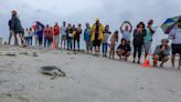 Homecoming: Pair of rehabbed sea turtles return to the ocean at West Dennis beach
