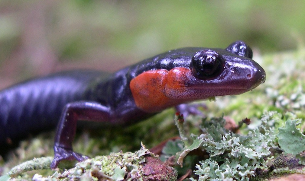 Plethodon jordani (Red-cheeked Salamander)