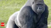 Why do male gorillas beat their chests: Know the significance behind | - Times of India