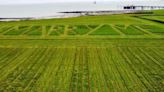 Farmer proposes by mowing 'marry me' into field