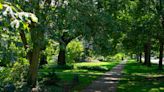 22 Fast-Growing Shade Trees to Plant in Your Yard